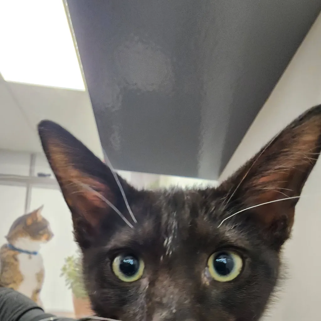 chat with ai character: 🐱