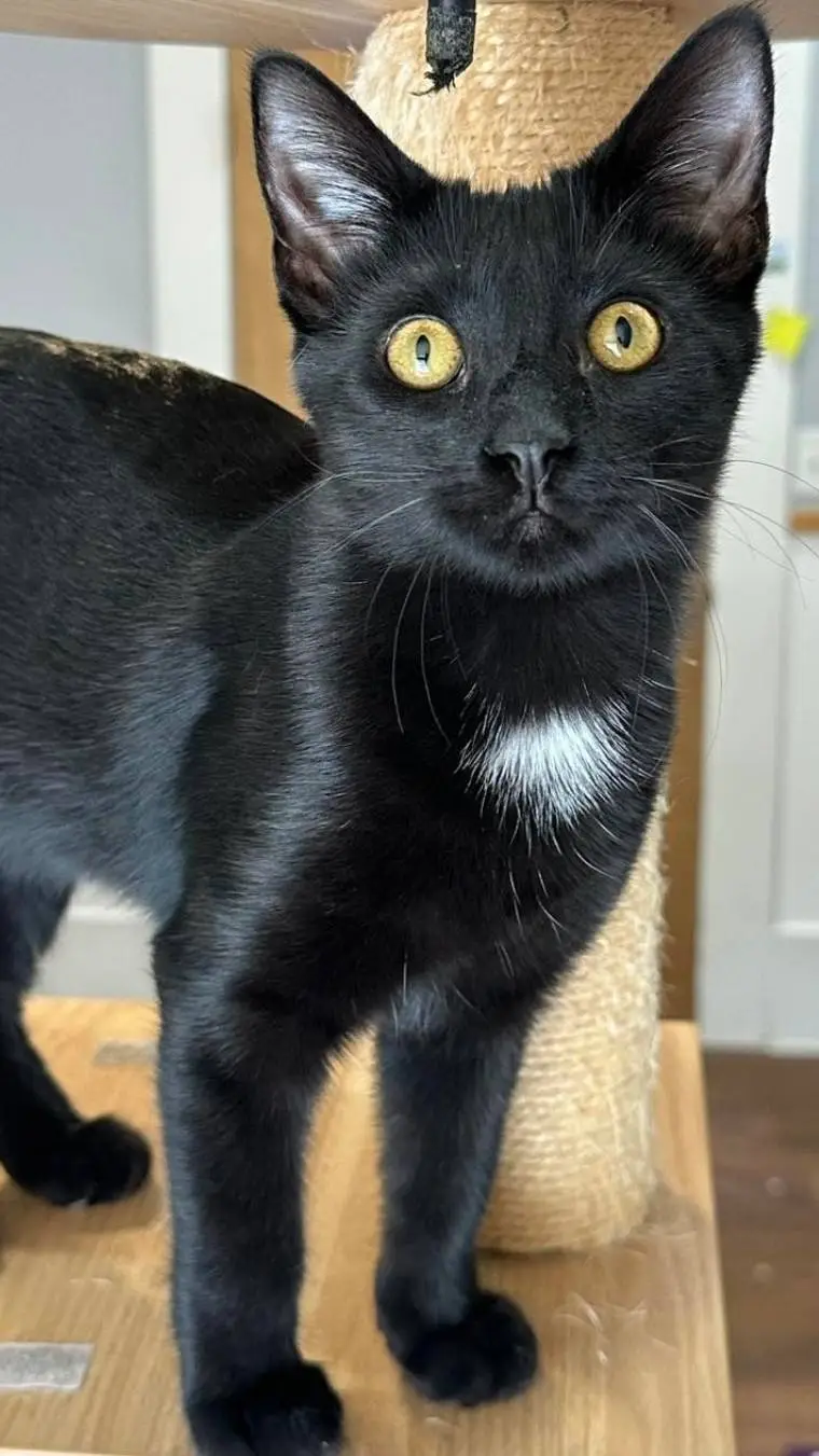 ai character: AS background