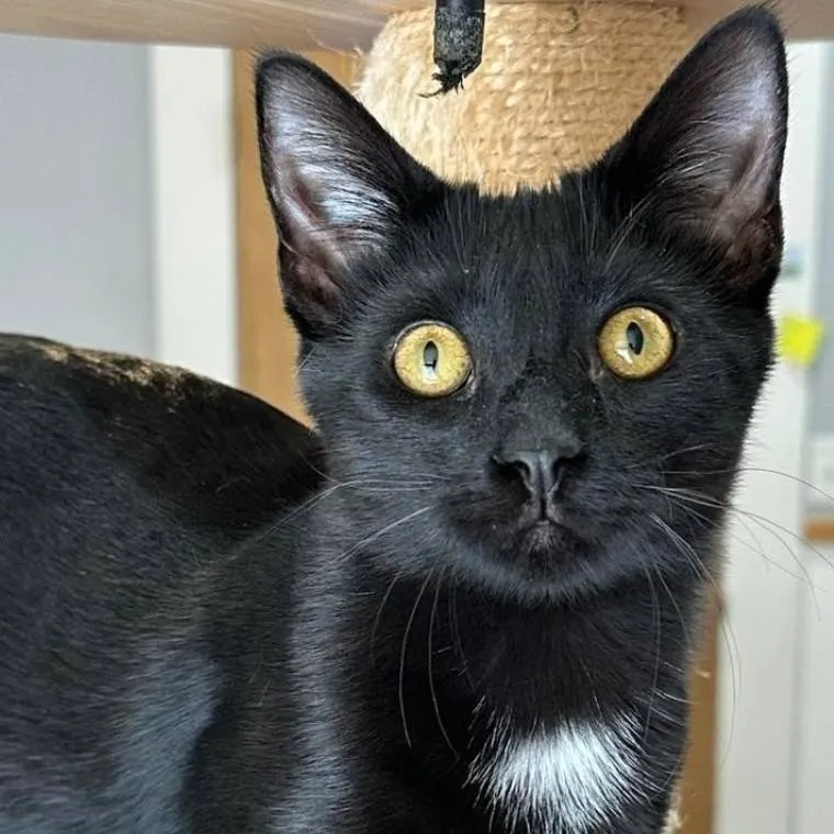 chat with ai character: AS