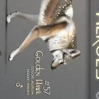 chat with ai character: Golden Hawk