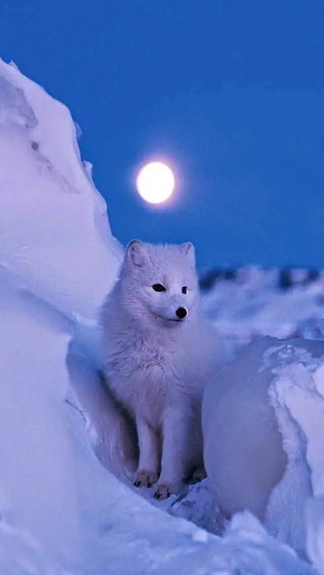 ai character: arctic fox background