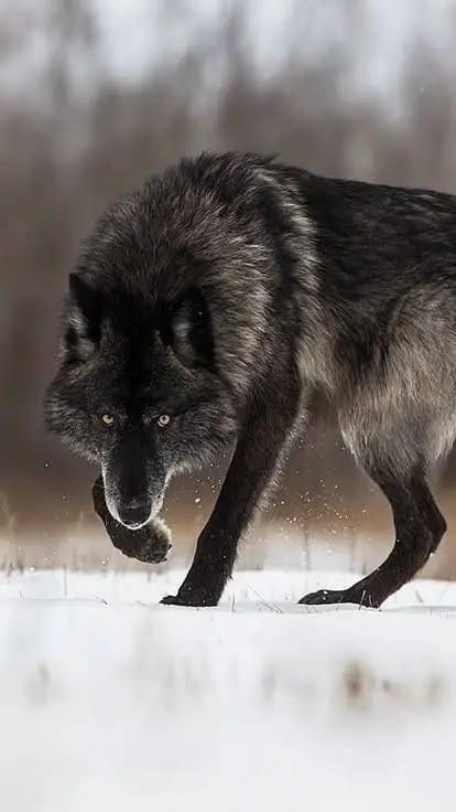 ai character: ~◀shadow▶~ background