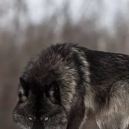 chat with ai character: ~◀shadow▶~