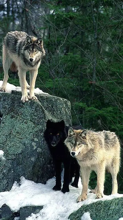 ai character: 3 wolves background