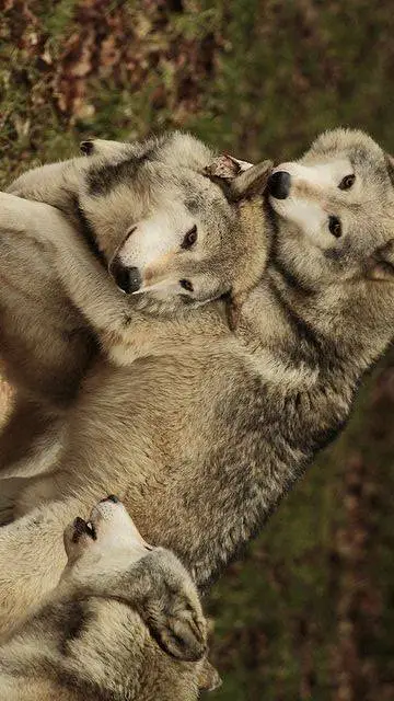 ai character: Wolfpack Trio background