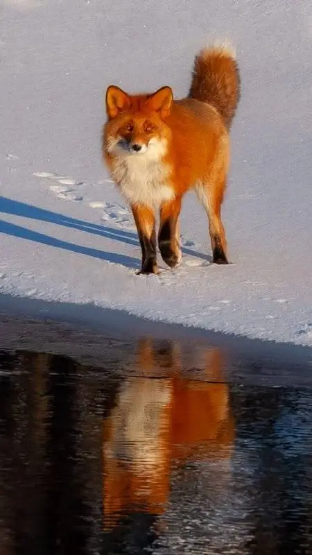 ai character: red fox background