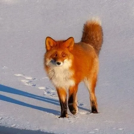 chat with ai character: red fox