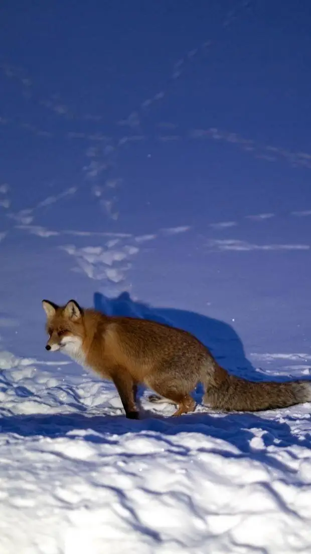 ai character: picture bracket is background