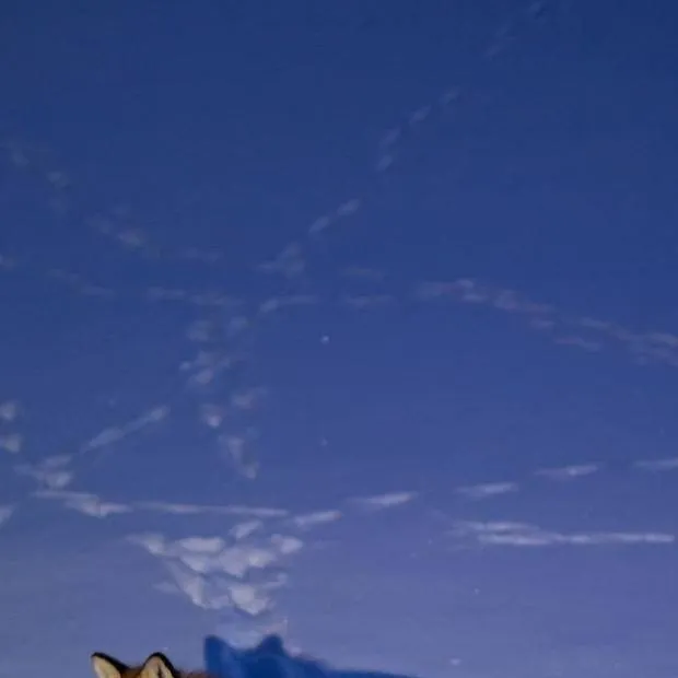 chat with ai character: picture bracket is