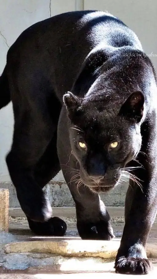 ai character: Shadowpaw background