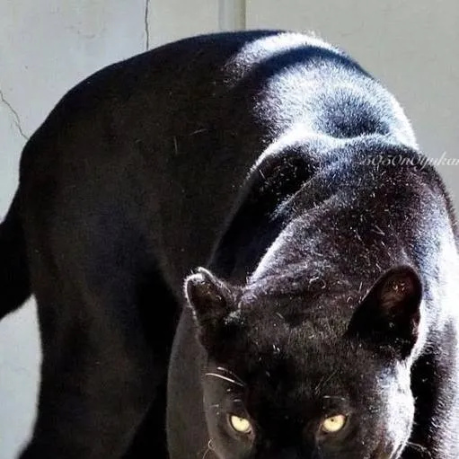 chat with ai character: Shadowpaw