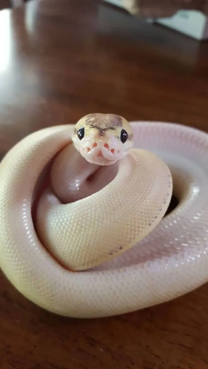 ai character: CUTE SNEK background
