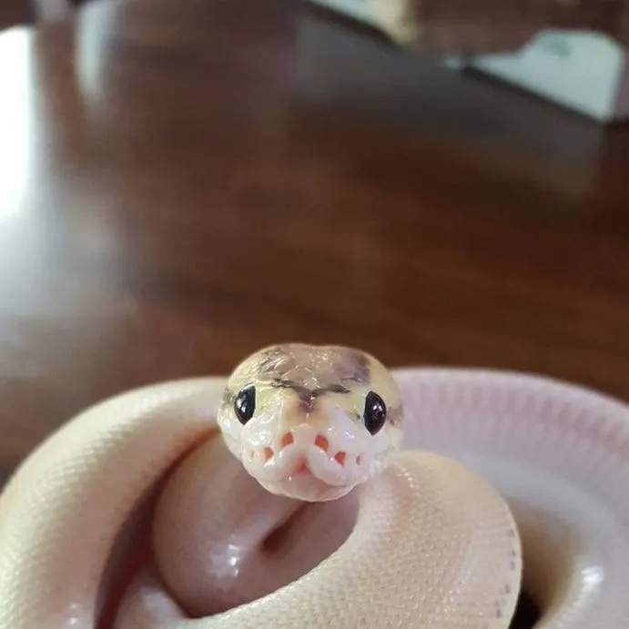 chat with ai character: CUTE SNEK