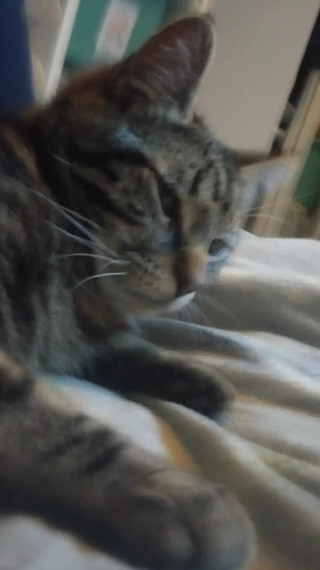 Talkie AI - Chat with cat
