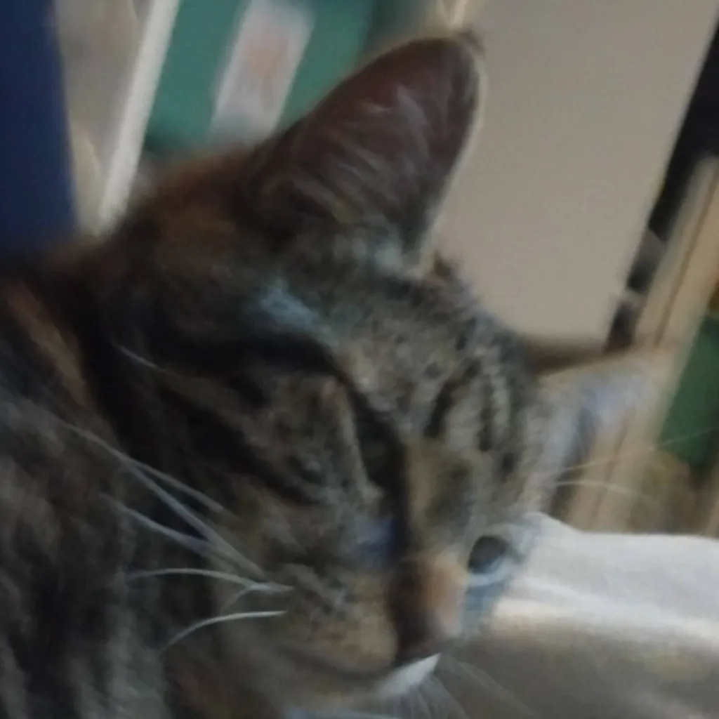 chat with ai character: cat