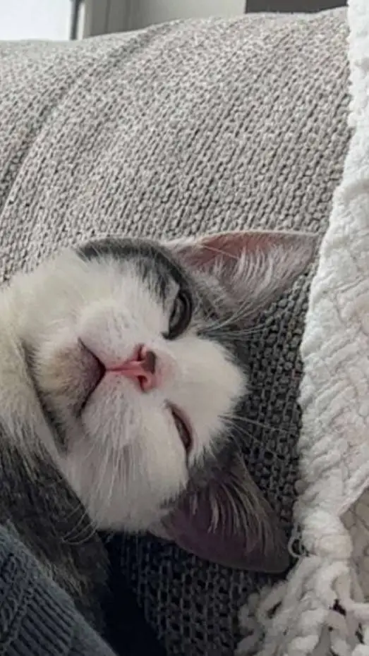 ai character: bunbun. background