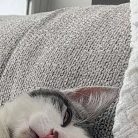 chat with ai character: bunbun.