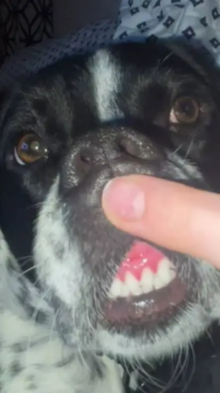 ai character: Nova background