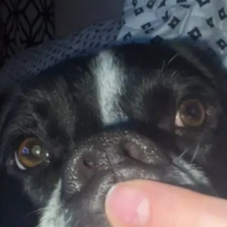 chat with ai character: Nova