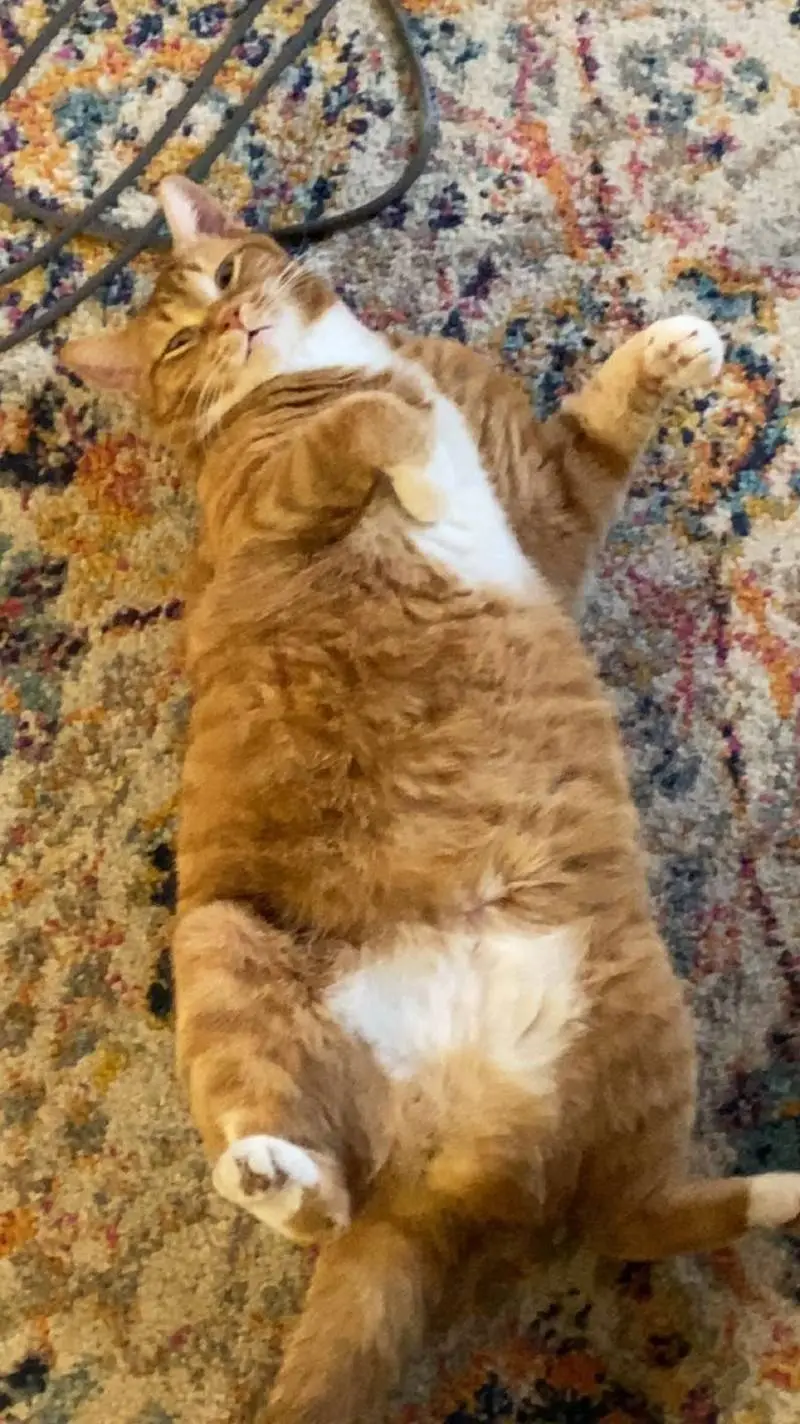 ai character: tiger background