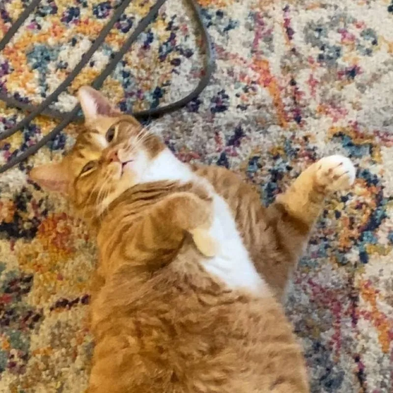 chat with ai character: tiger