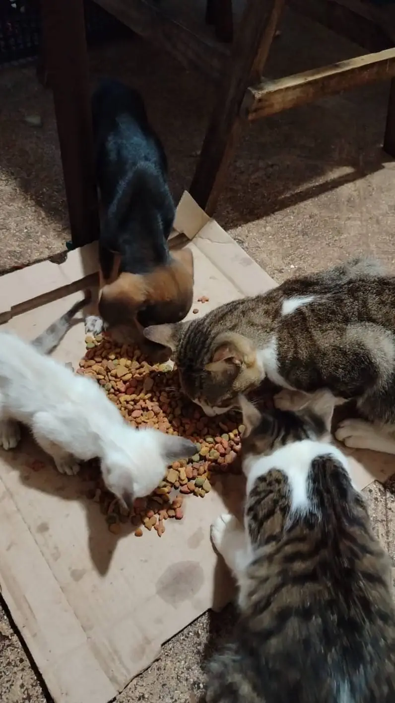 ai character: Moki  giyyi gordo  background