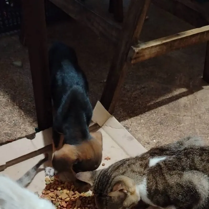 chat with ai character: Moki  giyyi gordo 