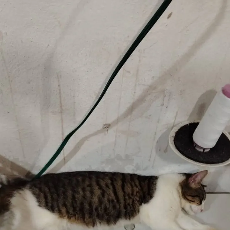 chat with ai character: moki