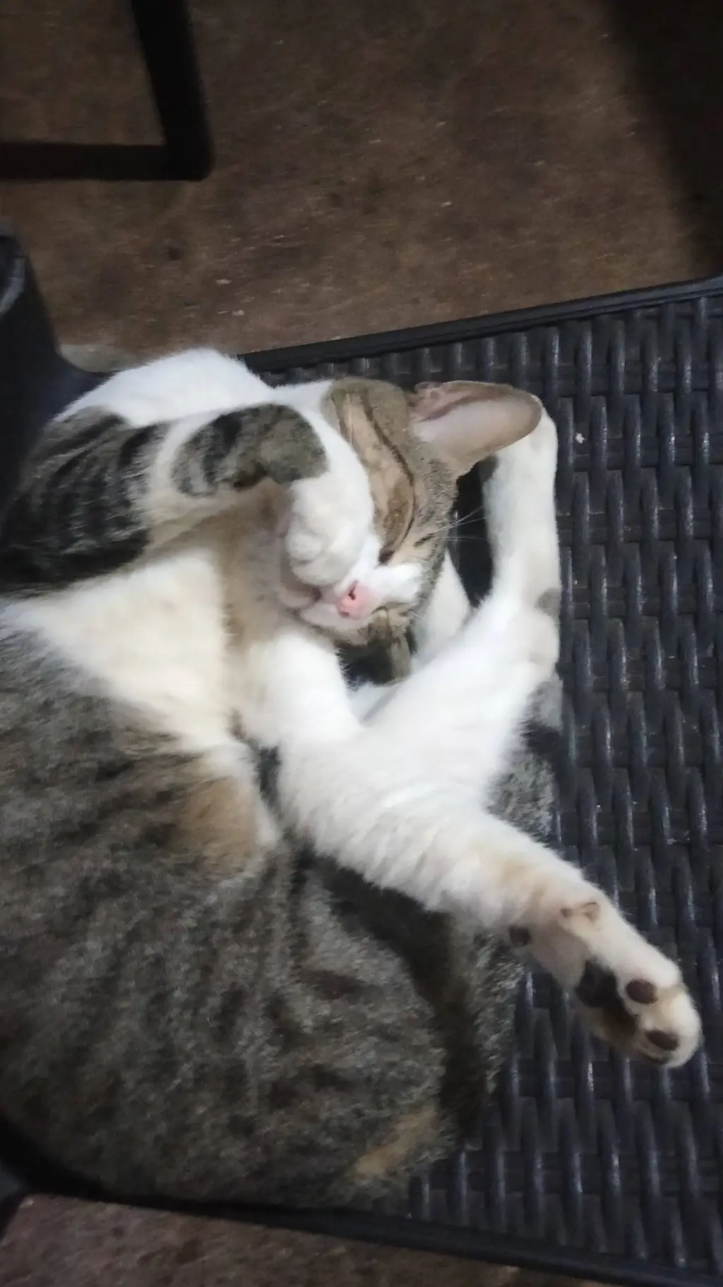 ai character: gordi background