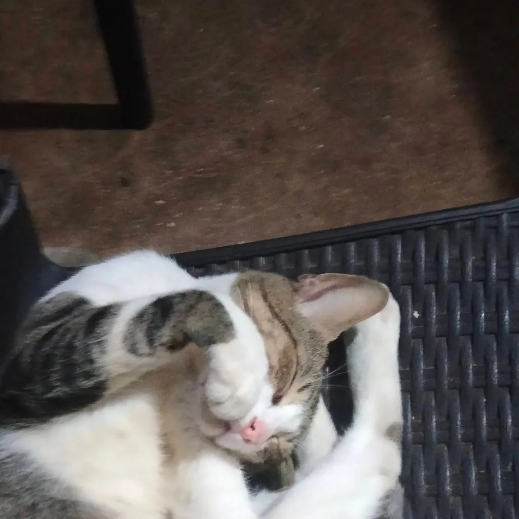 chat with ai character: gordi