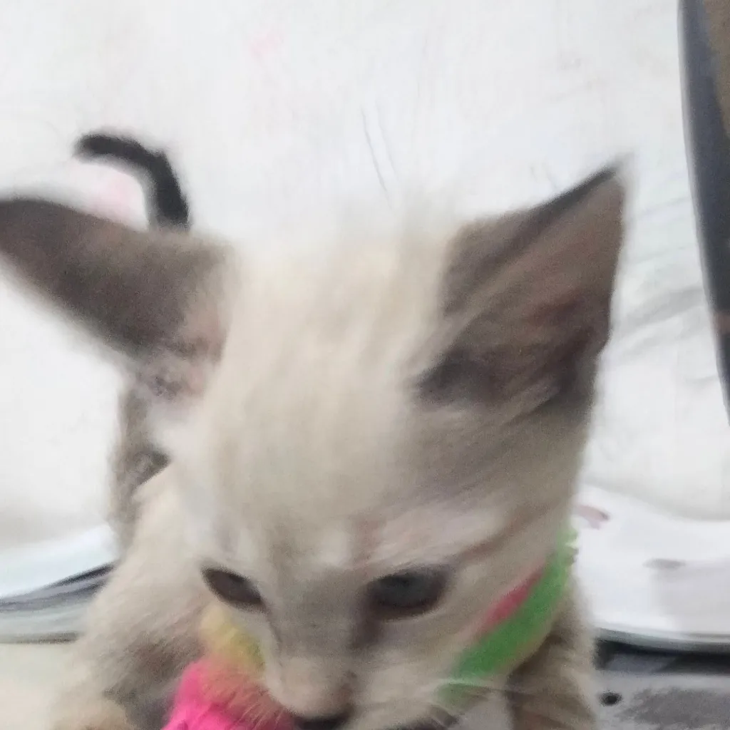 chat with ai character: cenisa