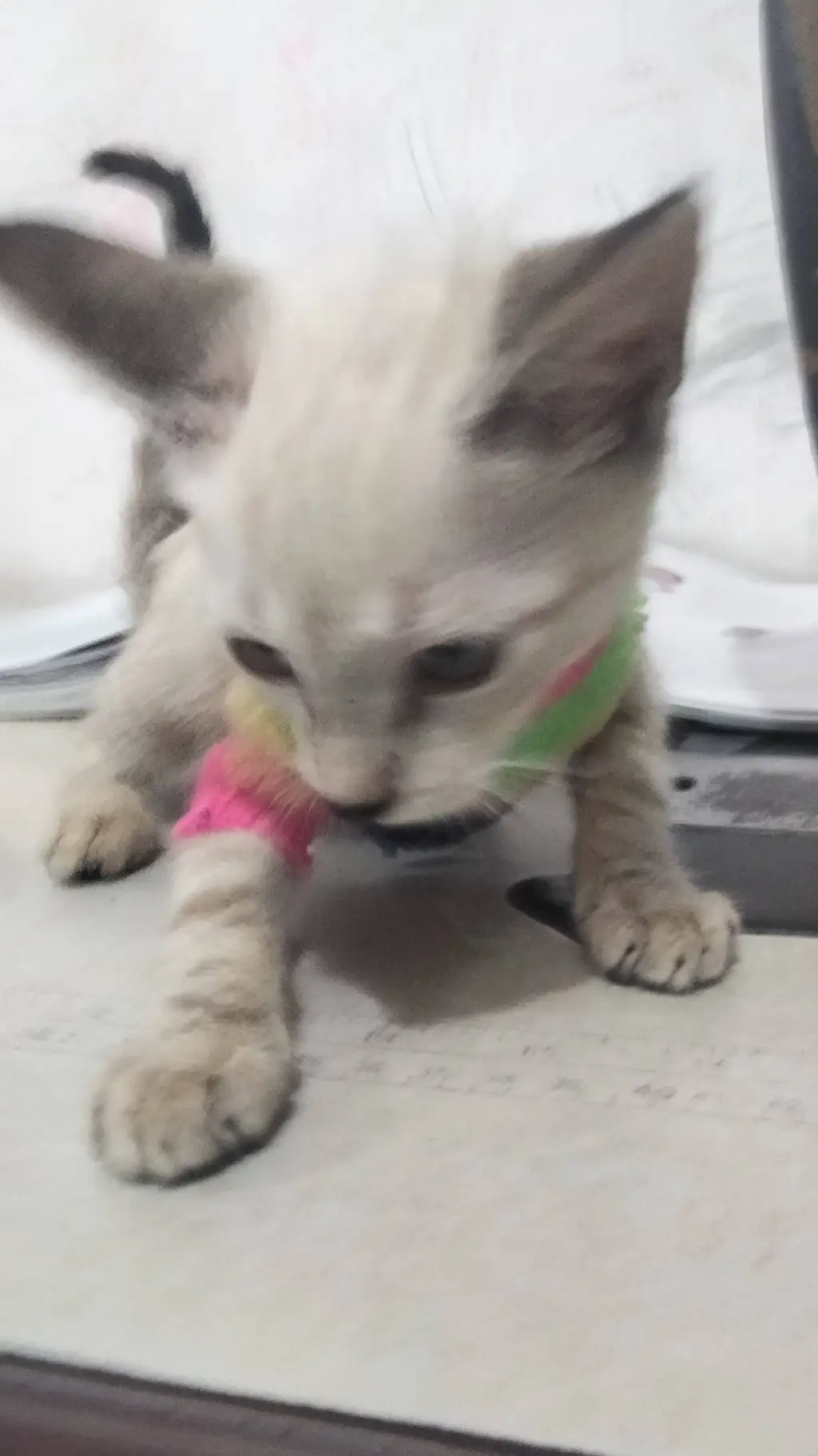 ai character: cenisa background