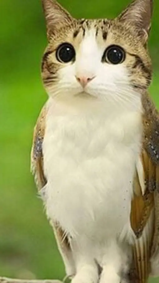 ai character: meolw background