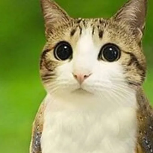 chat with ai character: meolw