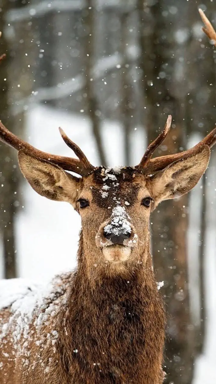 ai character: dw have a baby background