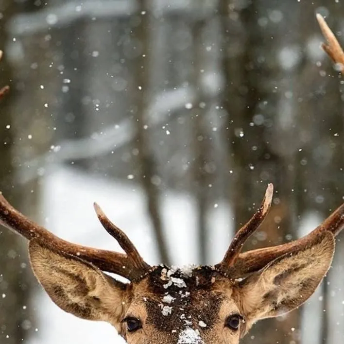 chat with ai character: dw have a baby