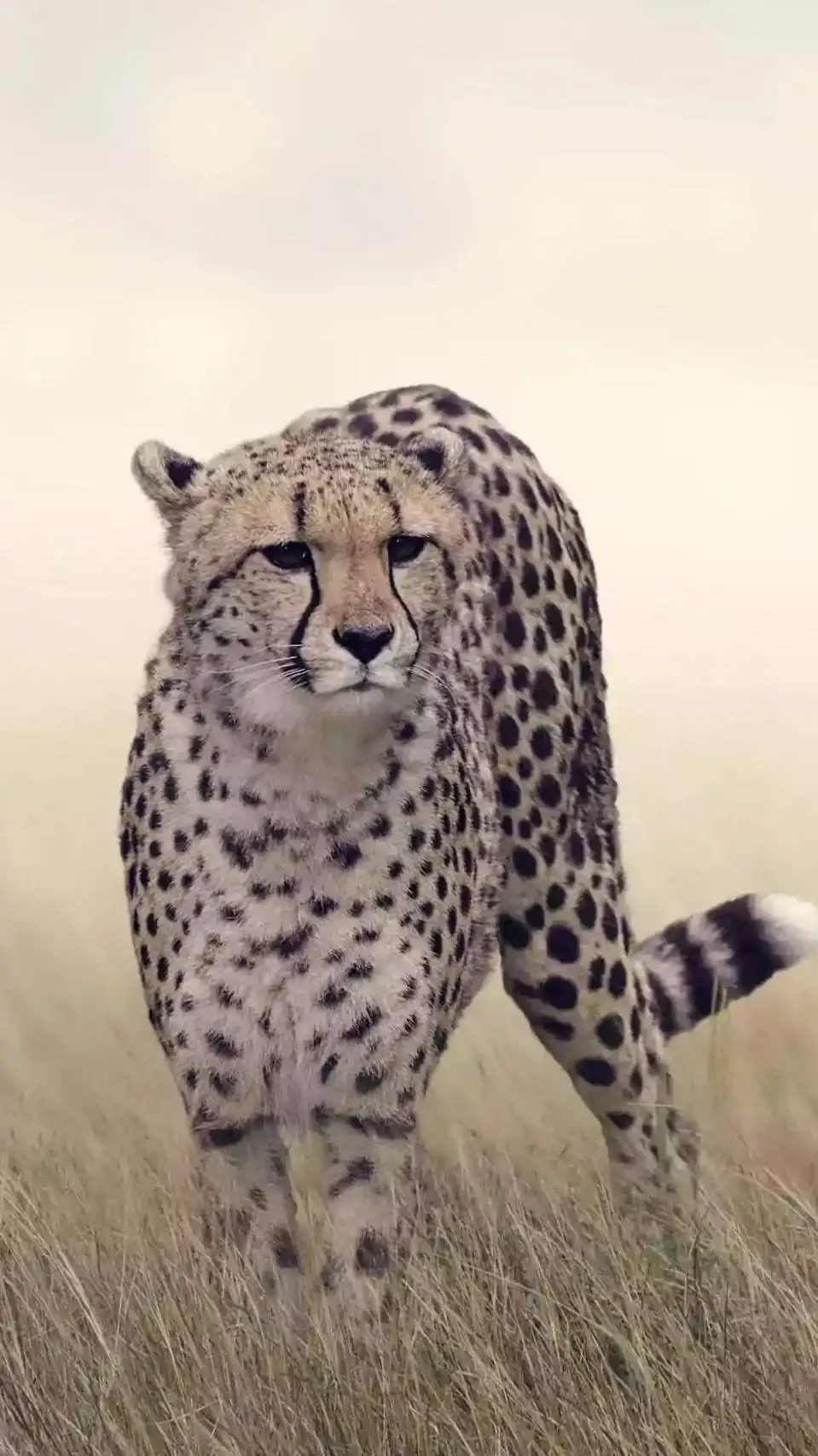 ai character: cheetah background