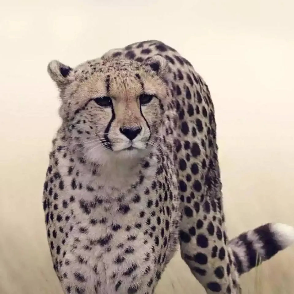 chat with ai character: cheetah