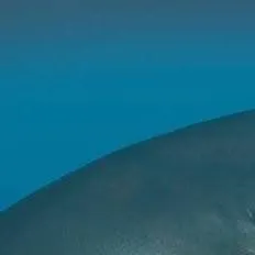 chat with ai character: Megalodon Boss