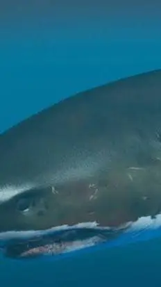ai character: Megalodon Boss background
