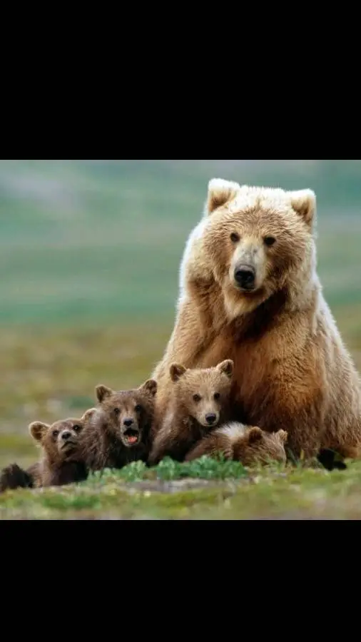 ai character: los osos  background