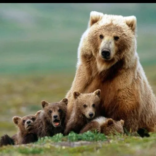 chat with ai character: los osos 