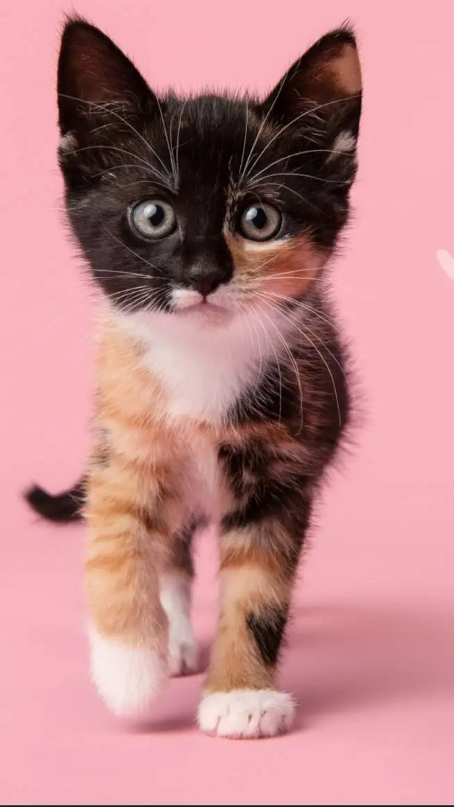 ai character: mha background