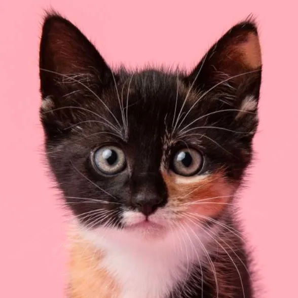 chat with ai character: mha