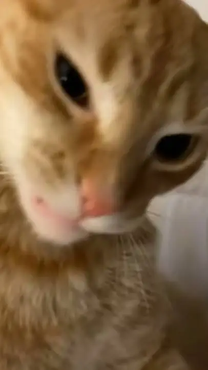 ai character: Blot x Looey background