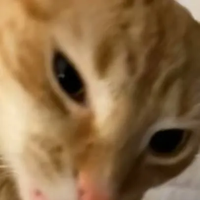 chat with ai character: Blot x Looey