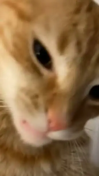 ai character: Blot x Looey background