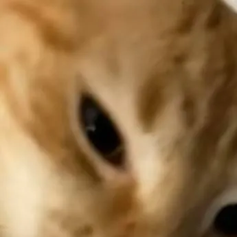 chat with ai character: Blot x Looey