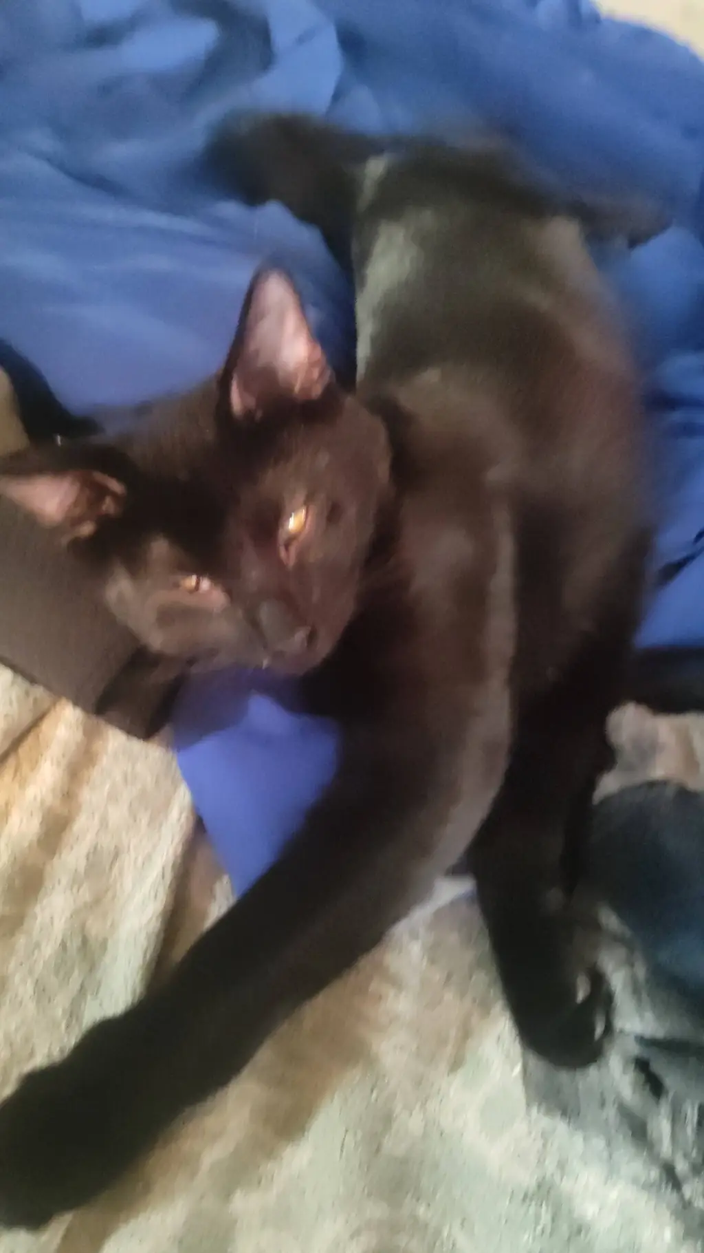 ai character: Galaxy Annilator background