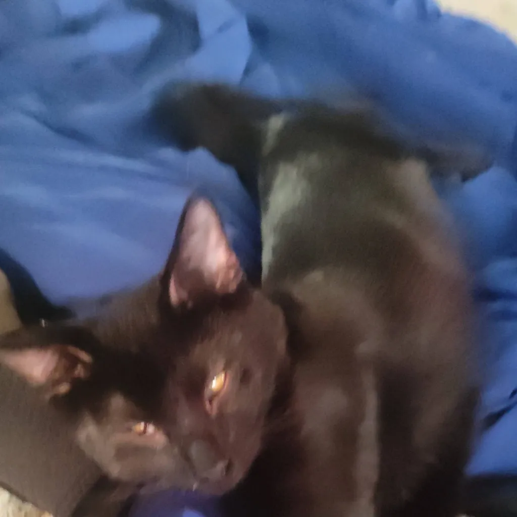 chat with ai character: Galaxy Annilator